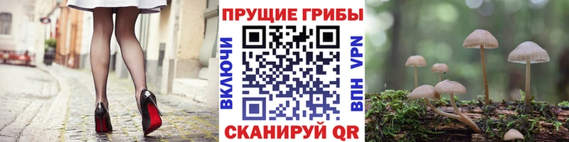 купить наркотики цена Шумиха Псилоцибиновые грибы Magic Shrooms